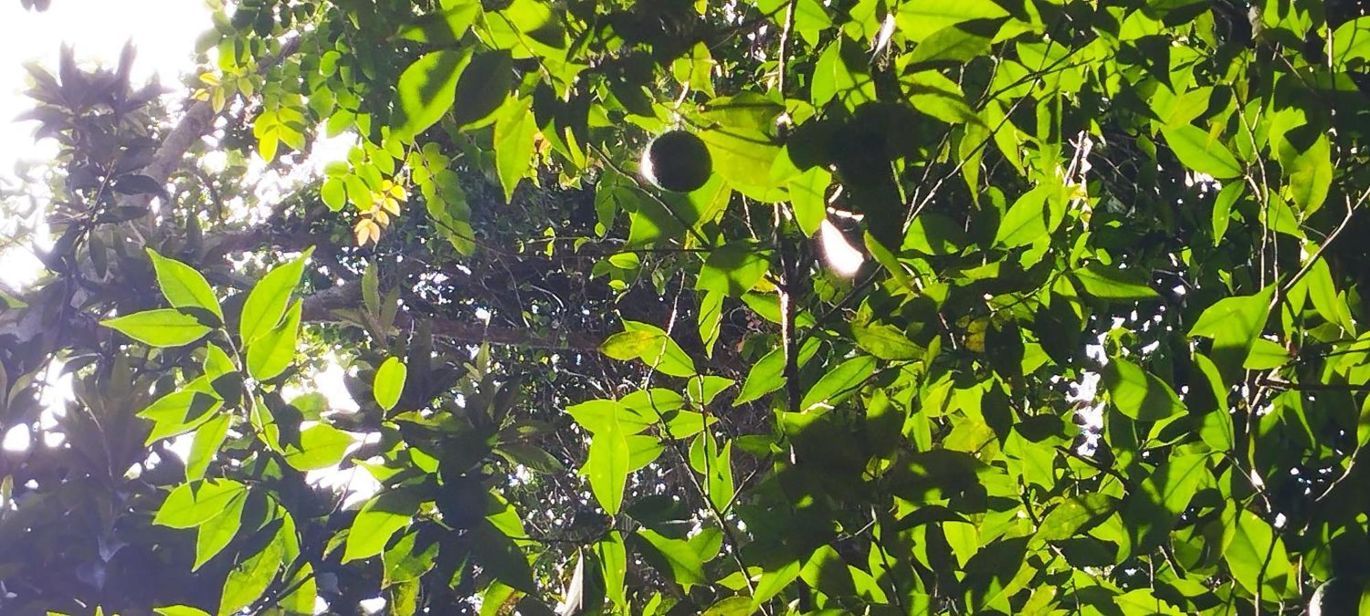 ホテル Casa Ranxoxita Itaipava エクステリア 写真